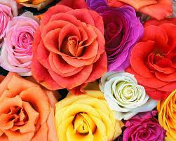 flowers